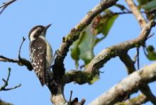 Dzięcioł brązowogłowy - Yungipicus nanus - Indian Pygmy Woodpecker