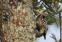 Dzięcioł żółtoczelny - Leiopicus mahrattensis -Yellow-crowned Woodpecker 