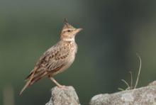 Dzierlatka malabarska - Galerida malabarica - Malabar Lark