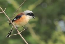 Dzierzba maskowa - Lanius vittatus - Bay-backed Shrike