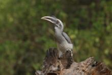 Dzioborożec indyjski - Ocyceros birostris - Indian Grey-Hornbill