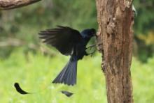 Dziwogon rajski - Dicrurus paradiseus - Greater Racket-tailed Drongo