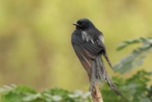 Dziwogon czarny - Dicrurus macrocercus - Black Drongo