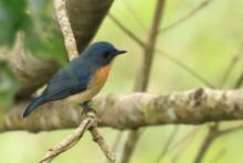 Dżunglówka trójbarwna - Cyornis tickelliae - Tickell's Blue-Flycatcher