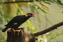 Gwarek malabarski - Gracula indica - Southern Hill Myna