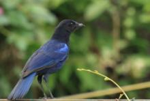 Gwizdokos malabarski - Myophonus horsfieldii - Malabar Whistling-Thrush