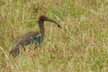 Ibis czarny - Pseudibis papillosa - Red-naped Ibis