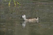 Kaczuszka azjatycka - Nettapus coromandelianus - Cotton Pygmy-goose