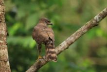 Krogulec czubaty - Accipiter trivirgatus - Crested Goshawk