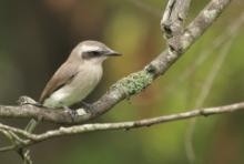 Kruczodzierzb mały - Tephrodornis pondicerianus - Common Woodshrike