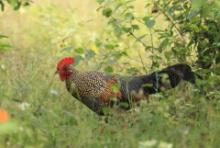 Kur siwy - Gallus sonneratii - Grey Junglefowl