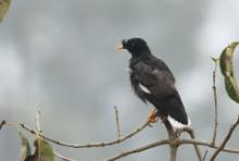 Majna szara - Acridotheres fuscus - Jungle Myna