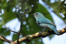 Modrówka seledynowa - Eumyias thalassinus - Verditer Flycatcher