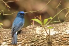 Modrówka turkusowa - Eumyias albicaudatus - Nilgiri Flycatcher