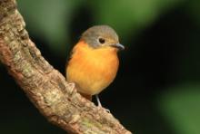 Muchołówka czarnogłowa - Ficedula nigrorufa - Black-and-rufous Flycatcher