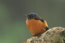 Nagórnik białoskrzydły - Monticola cinclorhyncha - Blue-capped Rock-Thrush