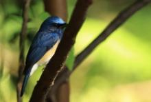 Niltawa modrogłowa - Cyornis rubeculoides - Blue-throated Flycatcher