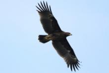 Orlik grubodzioby - Clanga clanga - Greater Spotted Eagle