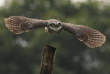 Pójdźka bramińska - Athene brama - Spotted Owlet