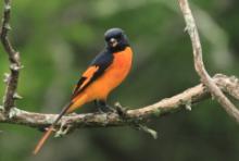 Purpurek ognisty - Pericrocotus flammeus - Flame Minivet