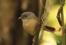 Sikornik duży - Alcippe poioicephala - Brown-cheeked Fulvetta 