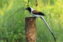 Srokówka białobrzucha - Dendrocitta leucogastra - White-bellied Treepie