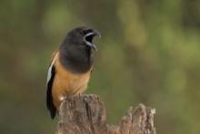 Srokówka jasnoskrzydła - Dendrocitta vagabunda - Rufous Treepie