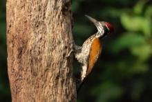 Sułtan złotogrzbiety - Chrysocolaptes lucidus - Greater flameback