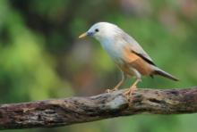 Szpak rdzawobrzuchy - Sturnia blythii - Malabar Starling