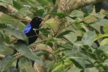 Turkuśnik indyjski - Irena puella - Asian Fairy-bluebird