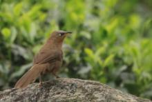 Tymal rudogrzbiety - Argya subrufa - Rufous Babbler