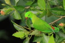 Zwisogłówka wiosenna - Loriculus vernalis - Vernal Hanging-Parrot