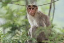 Makak czepkowy - Macaca radiata - Bonnet macaque