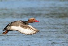 Hełmiatka - Netta rufina - Red-crested Pochard