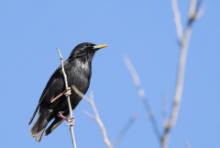 Szpak jednobarwny - Sturnus unicolor - Spotless Starling