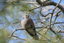 Turkawka - Streptopelia turtur - European Turtle Dove