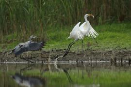 Czapla biała - Ardea alba - Western Great Egret