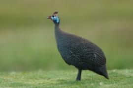 Perlica zwyczajna - Numida meleagris - Helmeted Guineafowl