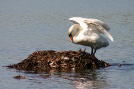 Łabędź niemy - Cygnus olor - Mute Swan