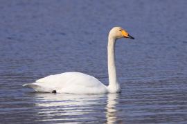 Łabędź krzykliwy - Cygnus cygnus  - Whooper Swan
