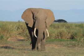 Słoń afrykański - Loxodonta africana -  African savanna elephant ki
