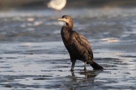 Kormoran przylądkowy - Phalacrocorax capensis - Cape Cormorant