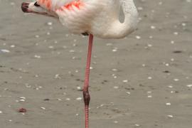 Flaming różowy - Phoenicopterus roseus - Greater Flamingo