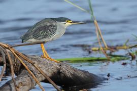 Czapla zielonawa - Butorides striata - Striated Heron