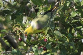 Treron krasnonosy - Treron calvus - African Green Pigeon