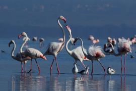 Flaming różowy - Phoenicopterus roseus - Greater Flamingo