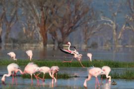 Flaming mały - Phoeniconaias minor - Lesser Flamingo