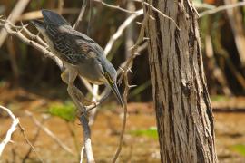 Czapla zielonawa - Butorides striata - Striated Heron