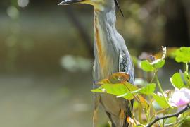 Czapla zielonawa - Butorides striata - Striated Heron