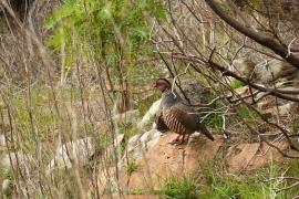 Góropatwa berberyjska - Alectoris barbara - Barbary Partridge